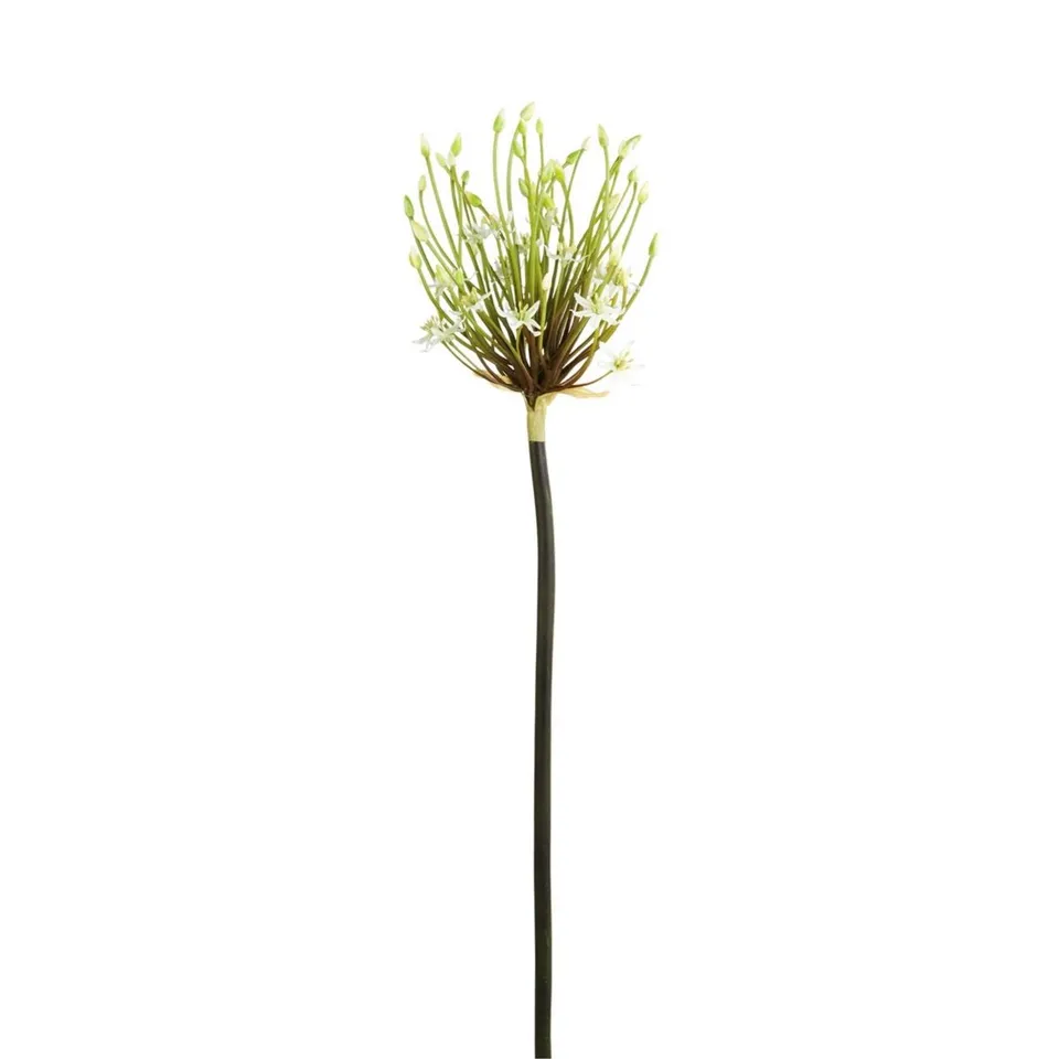 sia-noah-tige-allium-spider-blanc-100-cm image 1