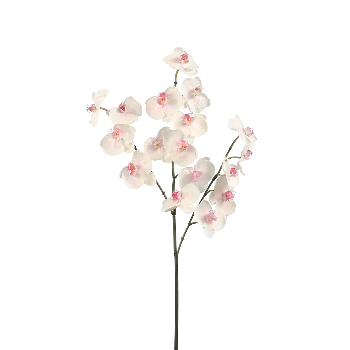 sia-noah-orchid-e-phalaenopsis-fleur-blanche-66-cm image 5