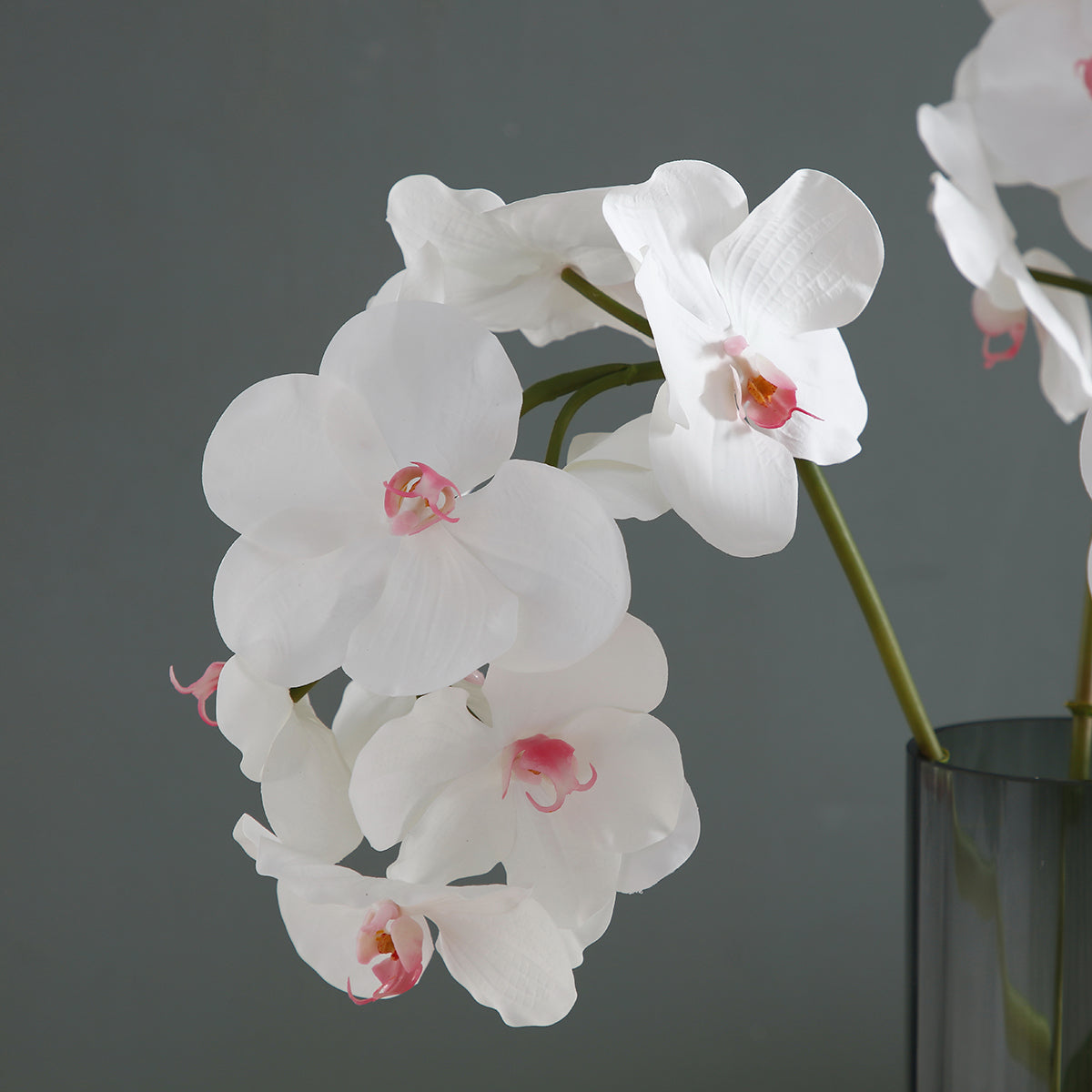 sia-noah-bandailan-tige-orchid-e-blanche-60-cm image 3