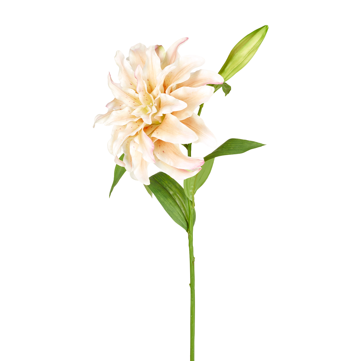 sia-noah-lys-oriental-double-tige-70-cm-orange-cr-me image 3