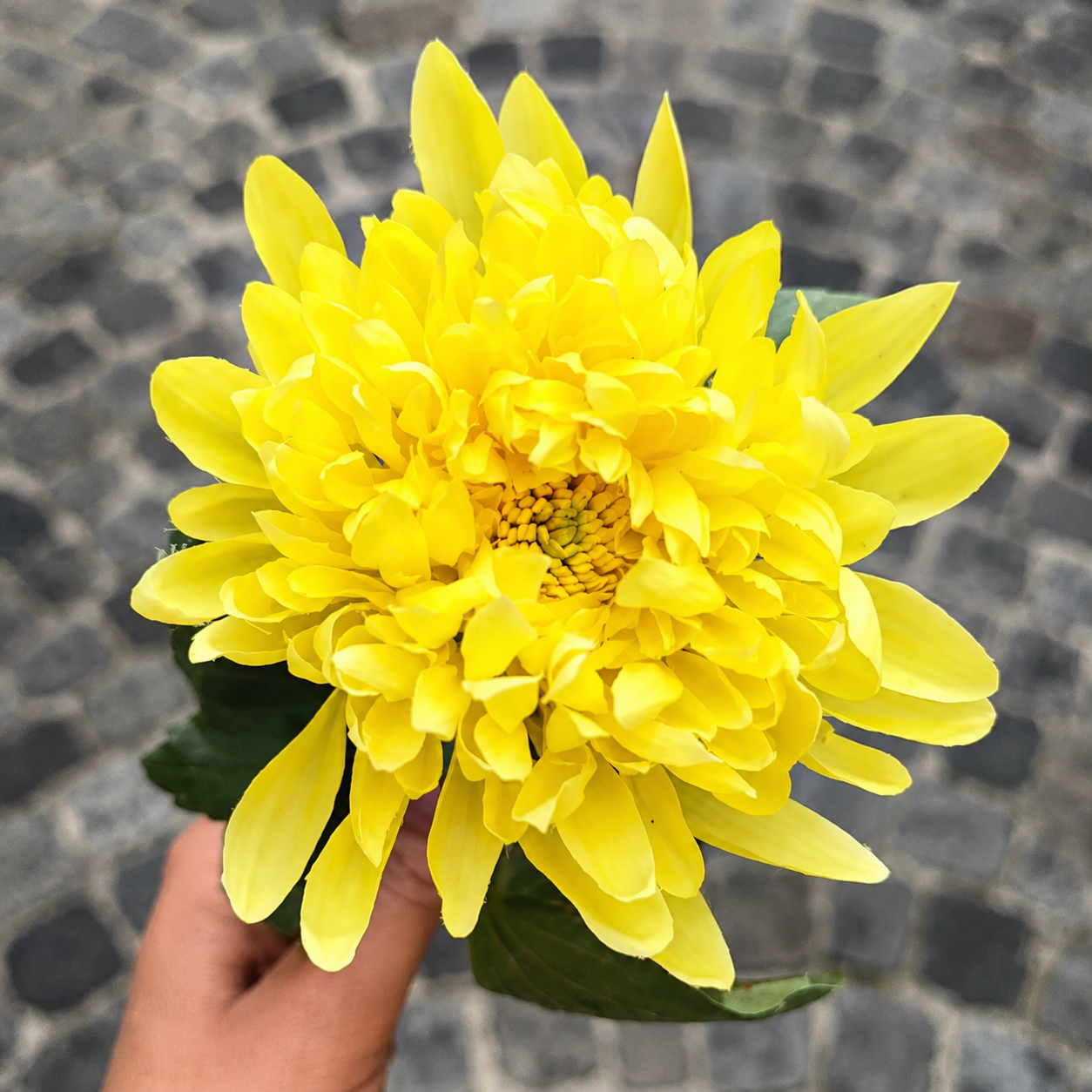 sia-deco-noah-tige-chrysanth-me-mum-jaune-47-cm image 7