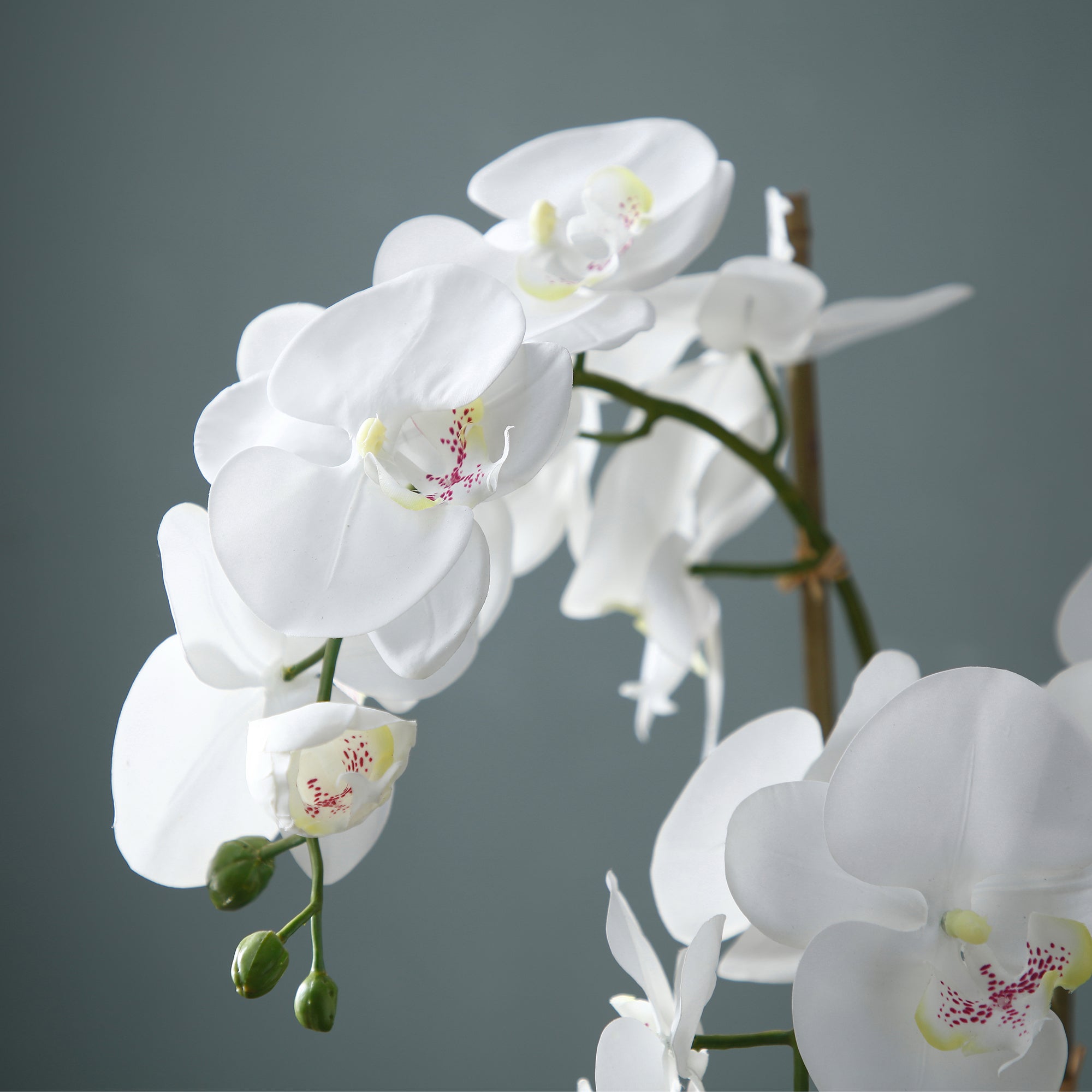 sia-deco-noah-orchid-e-phalaenopsis-artificielle-blanc-70-cm image 4