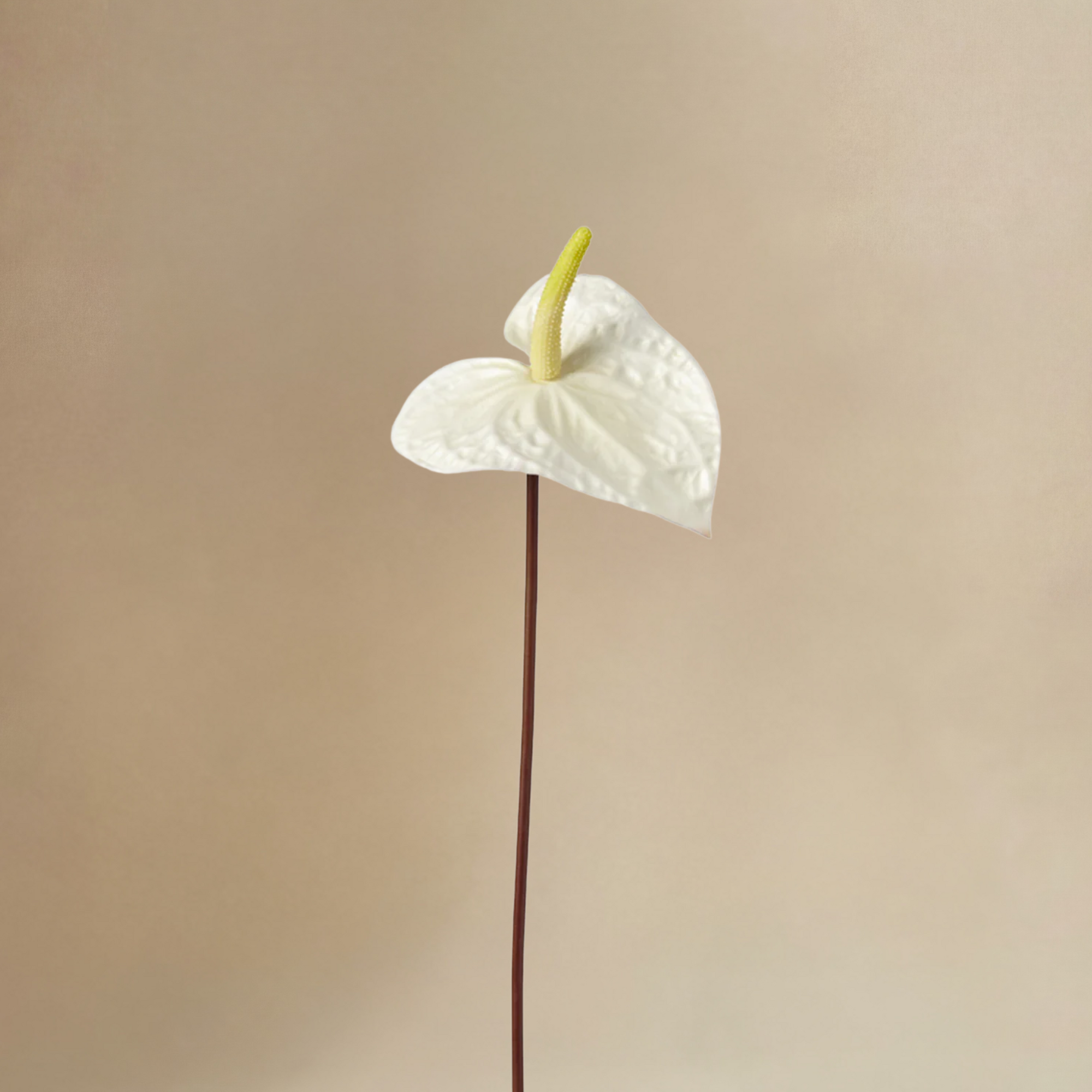 sia-noah-bouquet-hortensias-lora-blanc-vert-7-tiges image 7