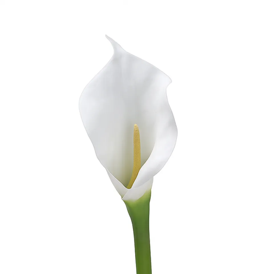 sia-deco-noah-tige-arum-artificielle-75cm-blanc image 1