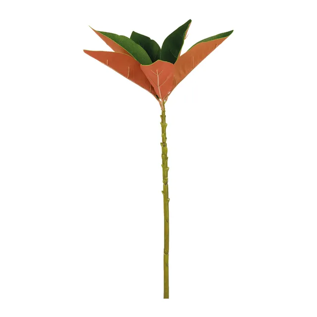 sia-noah-tige-magnolia-grandiflora-vert-60-cm image 1