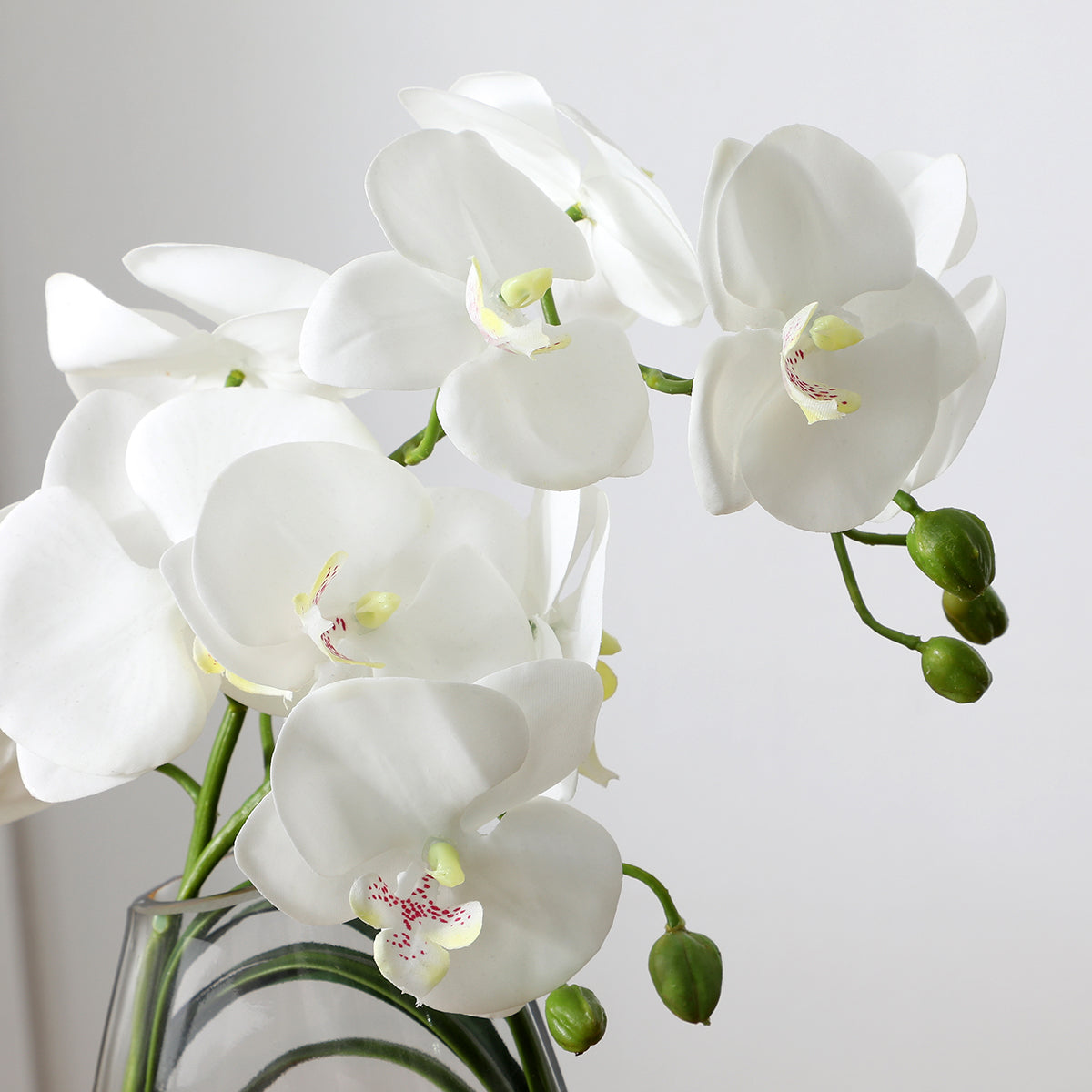 sia-deco-noah-composition-orchid-e-29-cm-plante-blanc image 3