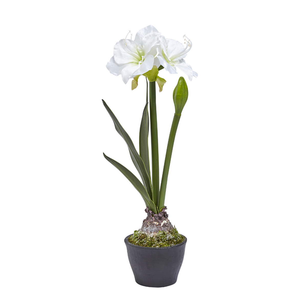 sia-deco-noah-amaryllis-en-pot-70-cm-blanc image 2