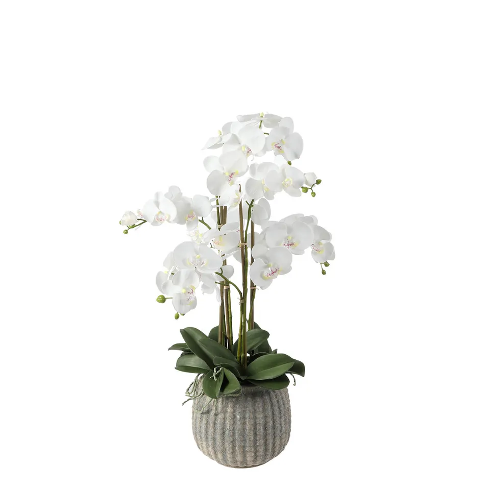 sia-deco-noah-orchid-e-75-cm-composition-artificielle-blanc image 1
