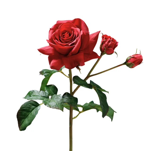 sia-deco-noah-tige-de-rose-artificielle-premium-56-cm-rouge image 1