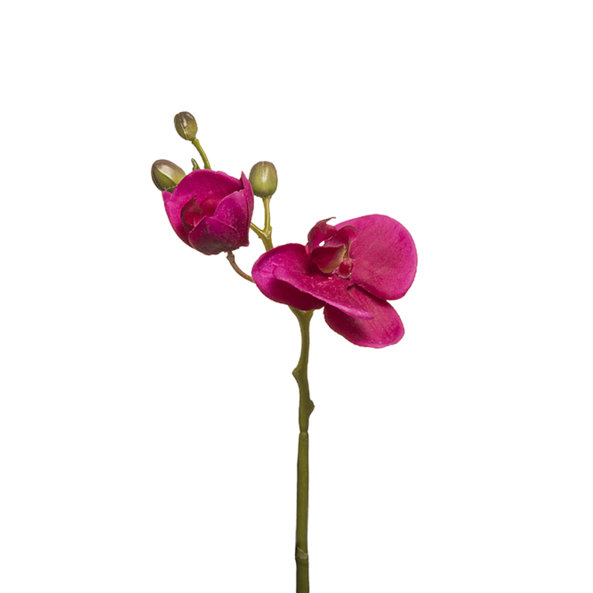 sia-deco-noah-orchid-e-phalaenopsis-forever-fleur-blanche-21-cm image 1