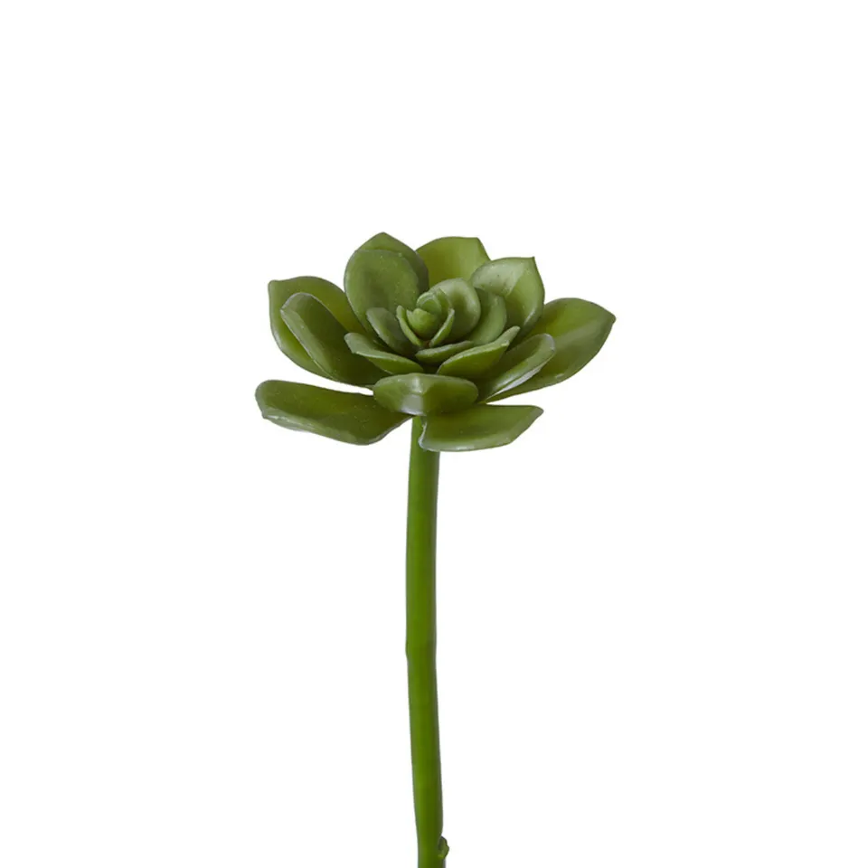 sia-deco-noah-succulente-piquer-verte-30-cm-echeveria image 1
