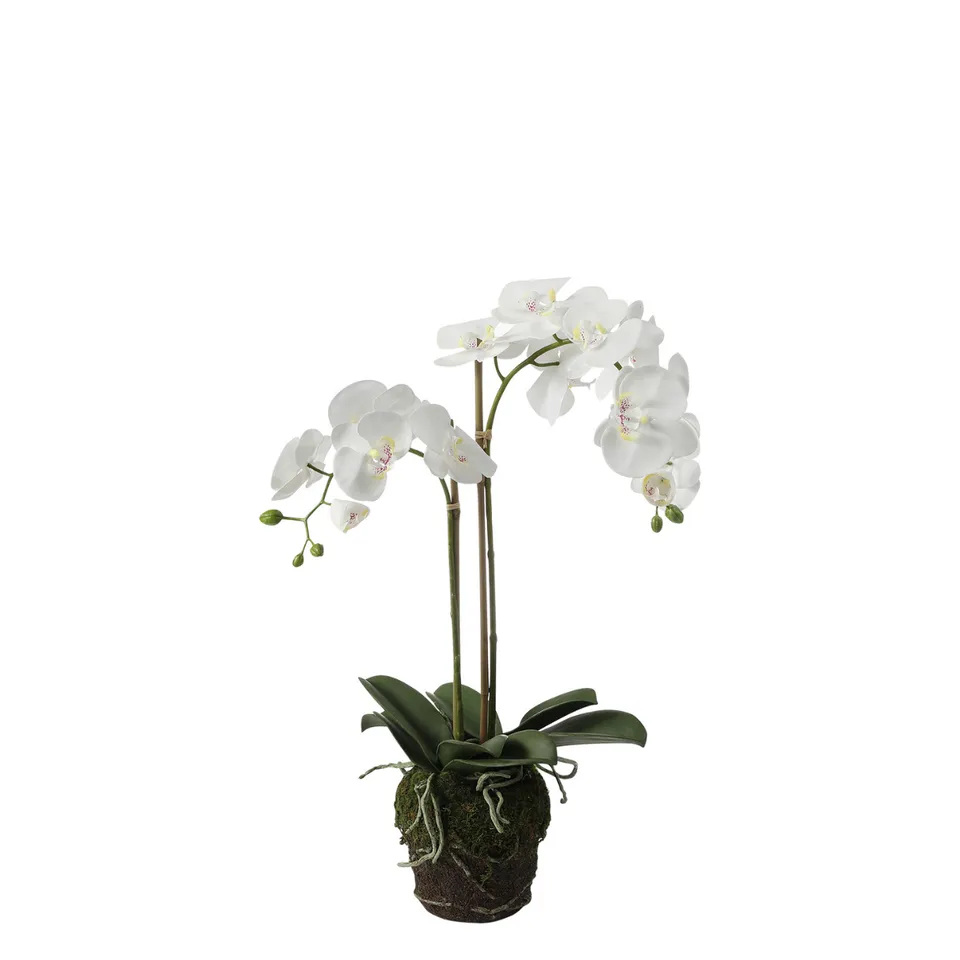 sia-deco-noah-orchid-e-phalaenopsis-artificielle-blanc-70-cm image 1