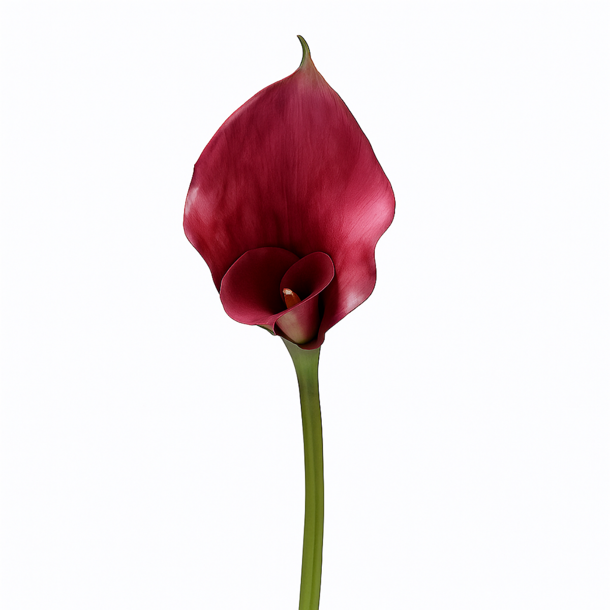 sia-noah-tige-arum-75-cm-fleur-artificielle-blanc-premium image 1