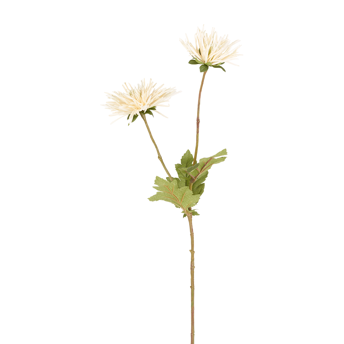 sia-noah-tige-chrysanth-me-tokyo-71-cm-beige image 3