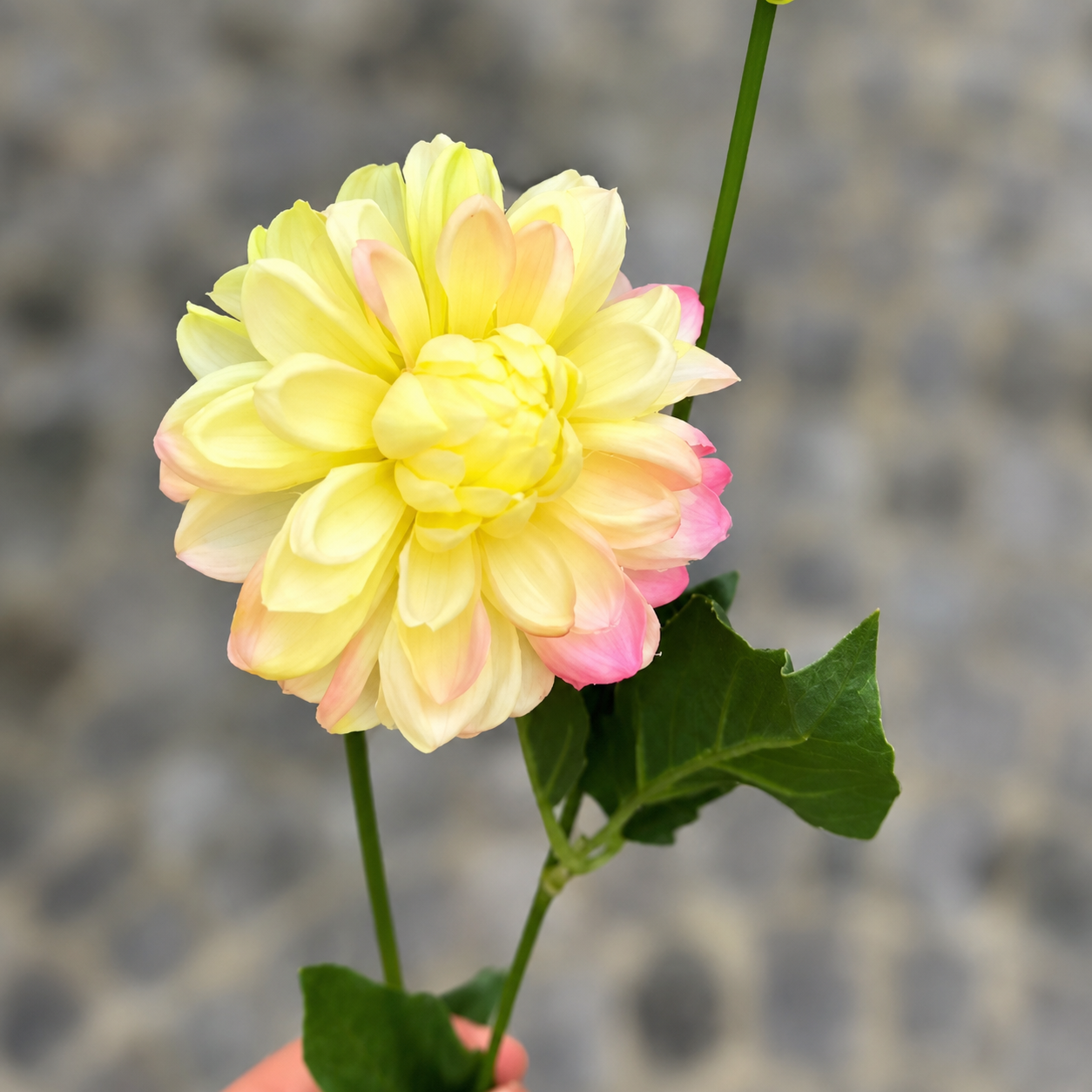 sia-noah-dahlia-tige-artificielle-69-cm-jaune image 7