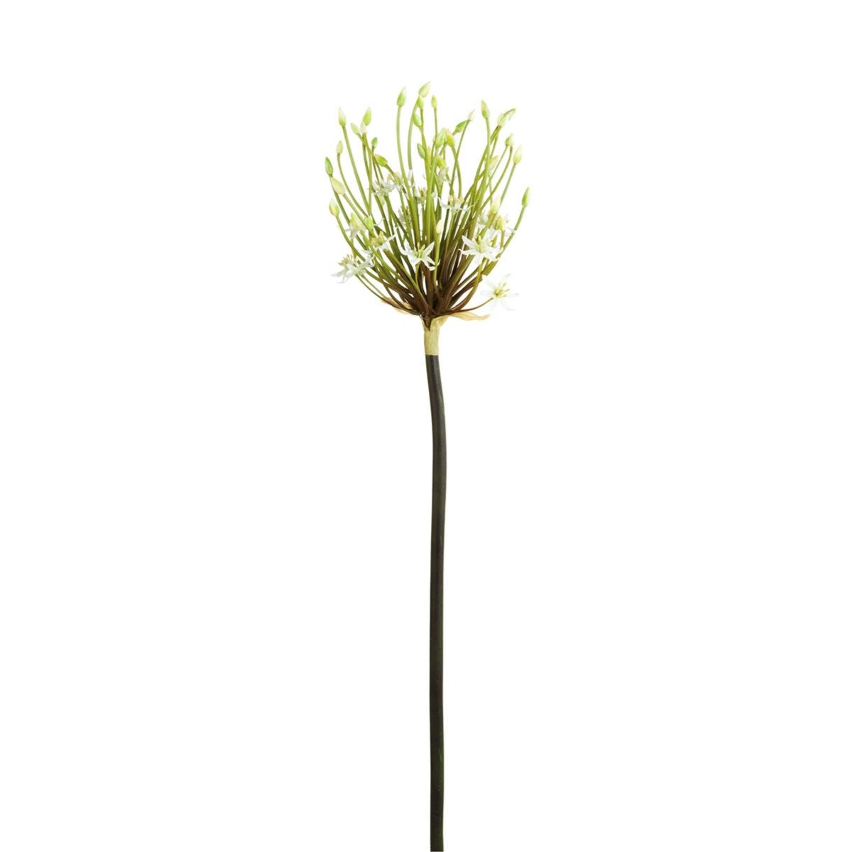 sia-noah-tige-allium-spider-blanc-100-cm image 1