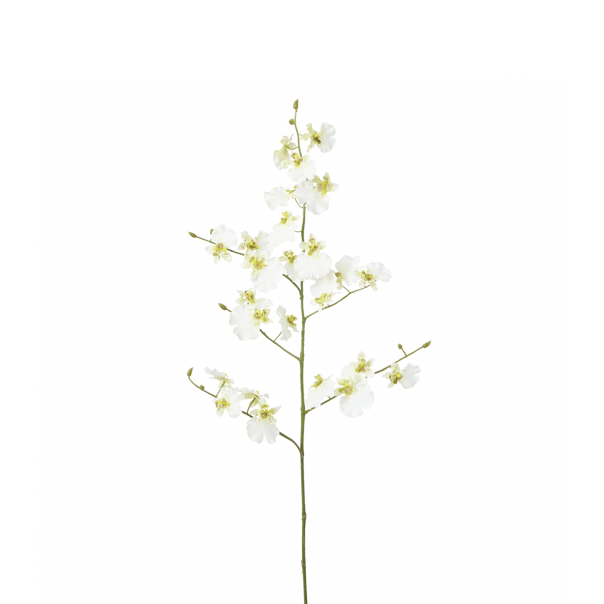 sia-noah-tige-orchid-e-oncidium-violette-94-cm image 3