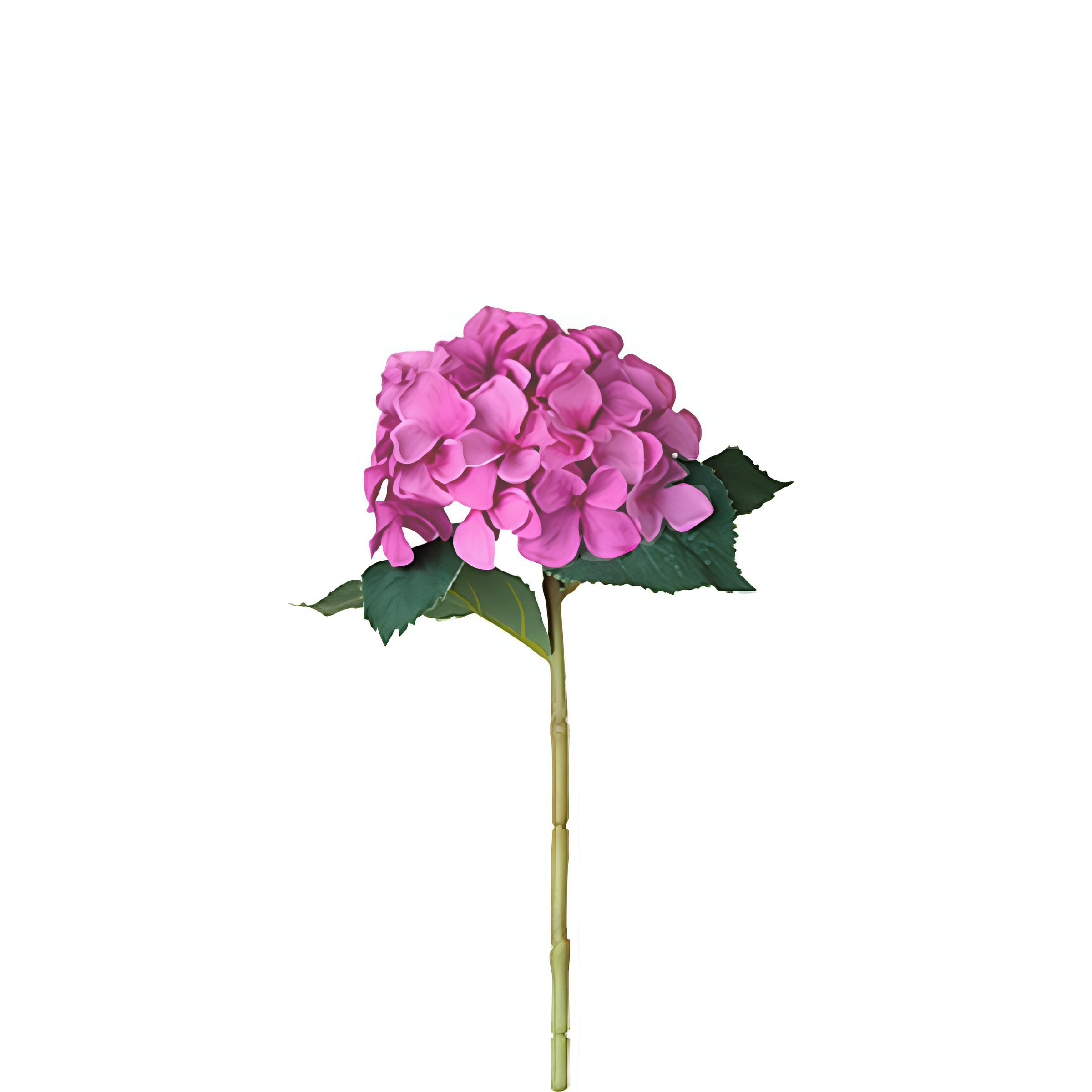 sia-noah-tige-d-hydrangea-26-cm-cr-me-et-rose image 5