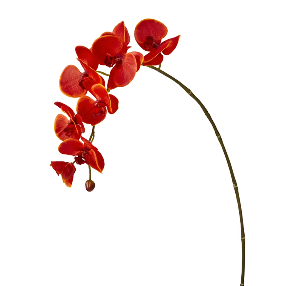 sia-noah-tige-d-orchid-e-phalaenopsis-forever-rouge-82-cm image 1