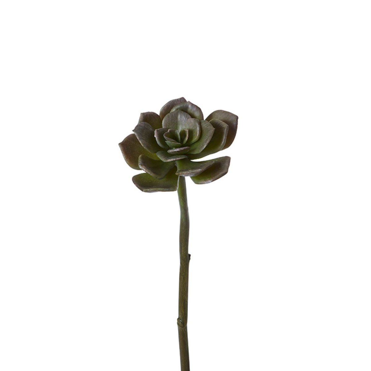 sia-deco-noah-succulente-piquer-verte-30-cm-echeveria image 4