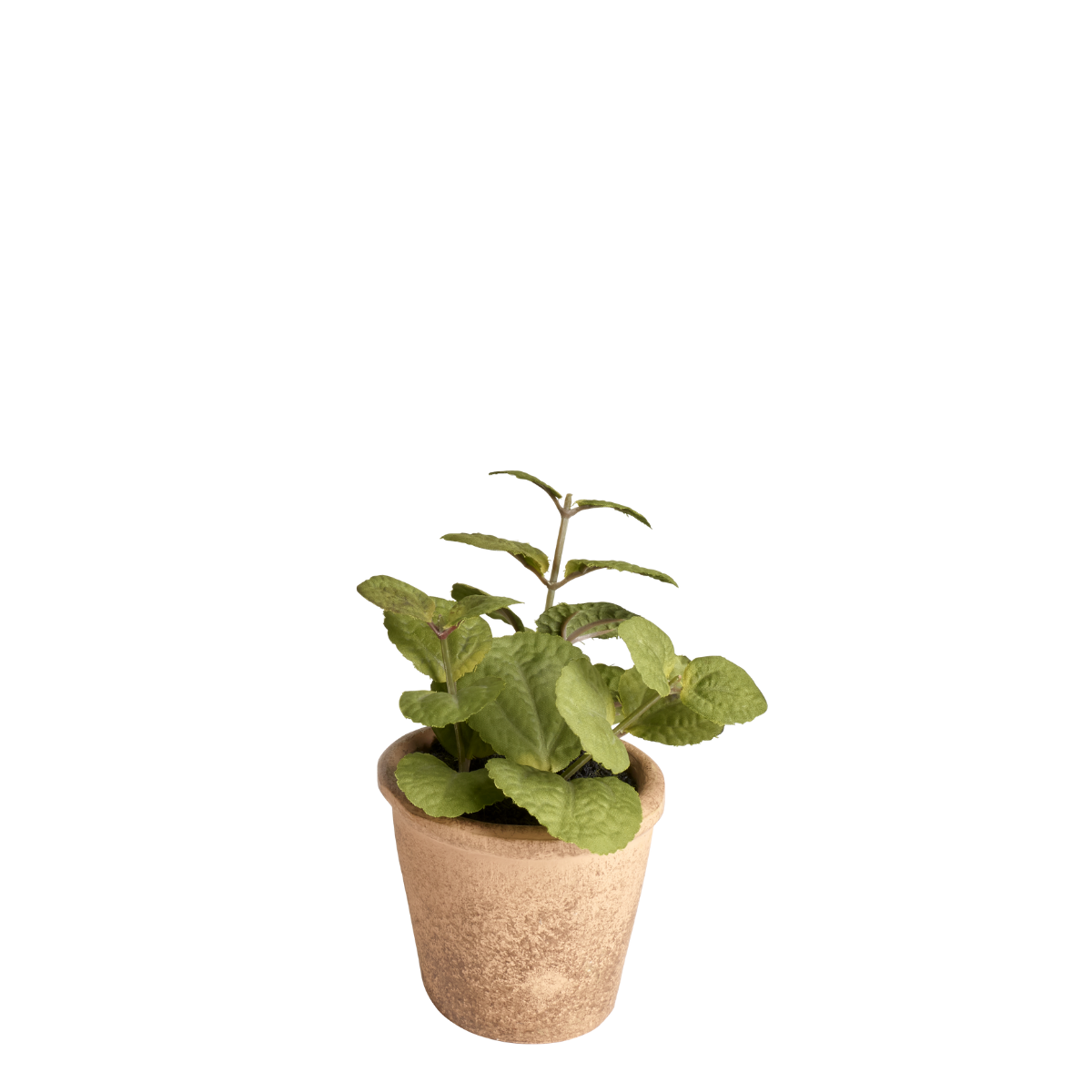 sia-noah-origan-plante-artificielle-vert-14-cm-pot-terre-cuite image 1